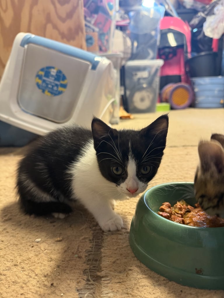 10 weeks old Kittens