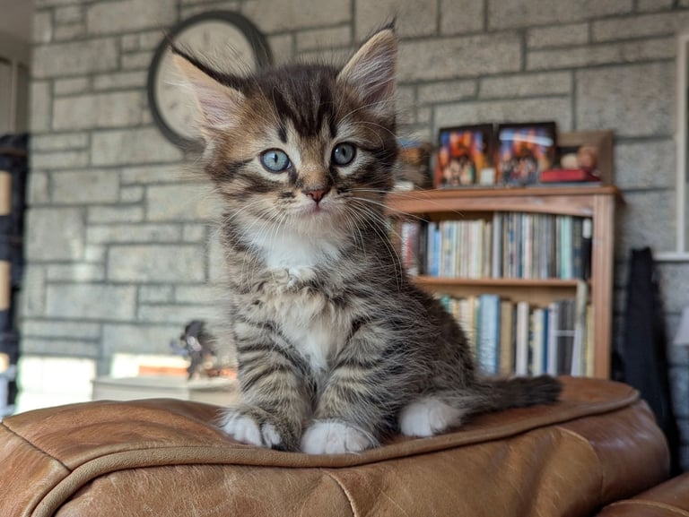 image for Kittens £250 Mixed breed Maine Coon Tabby 