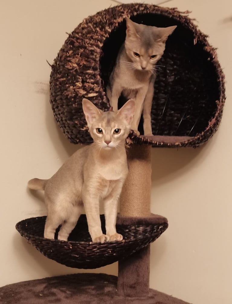 Stunning GCCF Abyssinian girl kitten.