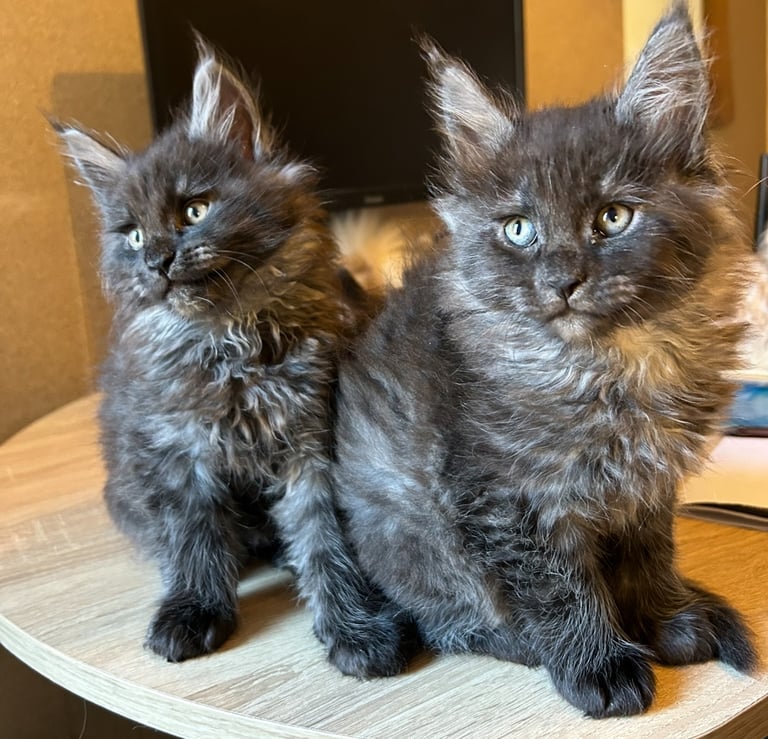 XL Main Coon Kittens ready soon for sale 