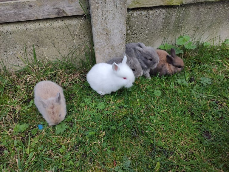 image for Adorable small bunnies ready to leave NOW