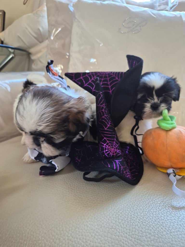 Shih tzu puppies ready in 1 week