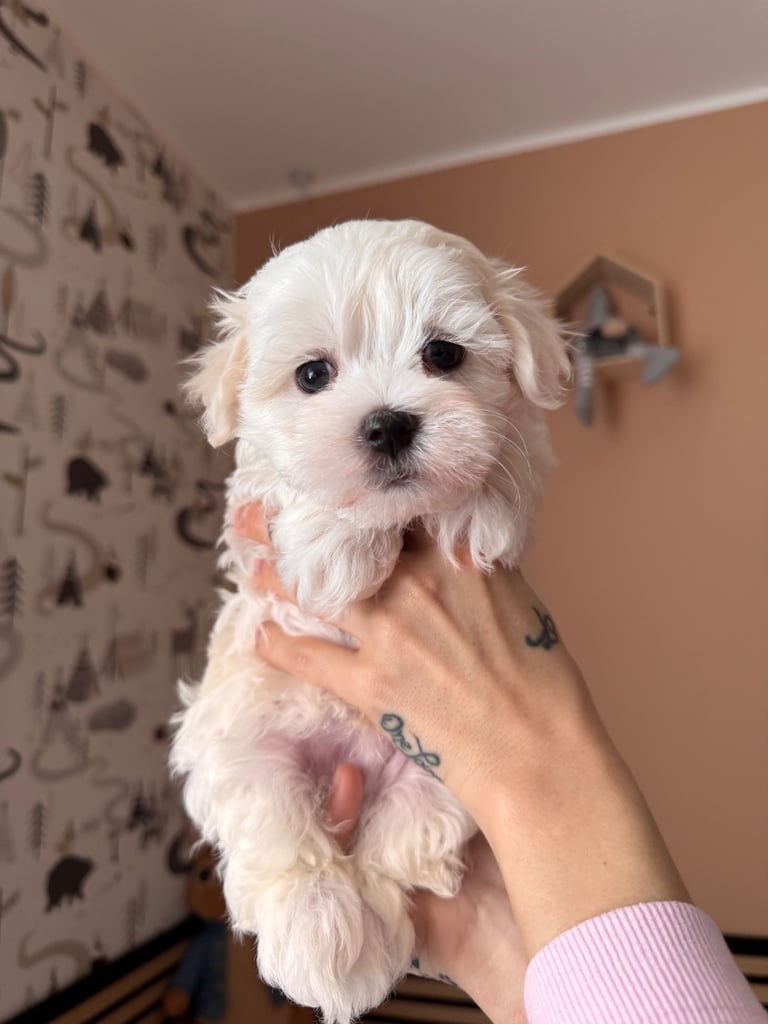 Beautiful Maltese boy KC reg 