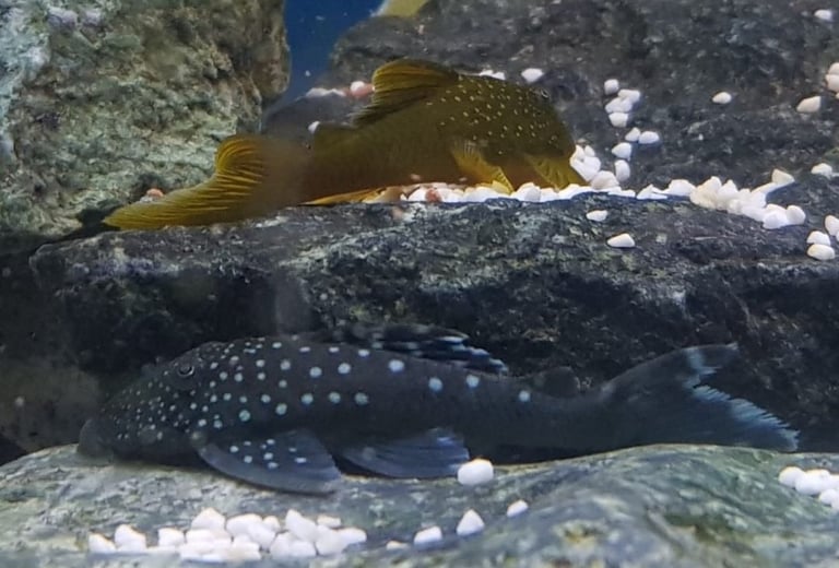 image for Phantom Plecos & Synodontis Petricola