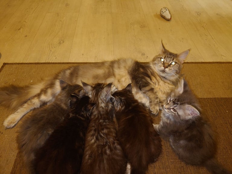 Purebred Maine Coon Kittens 