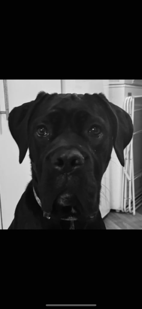 Cane corso female 