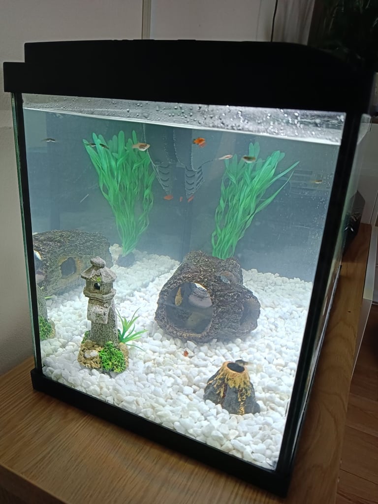 Fish tank with accessories 