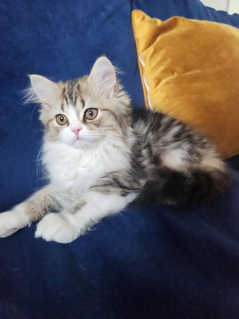 Pure persian doll face chinchilla kitten 