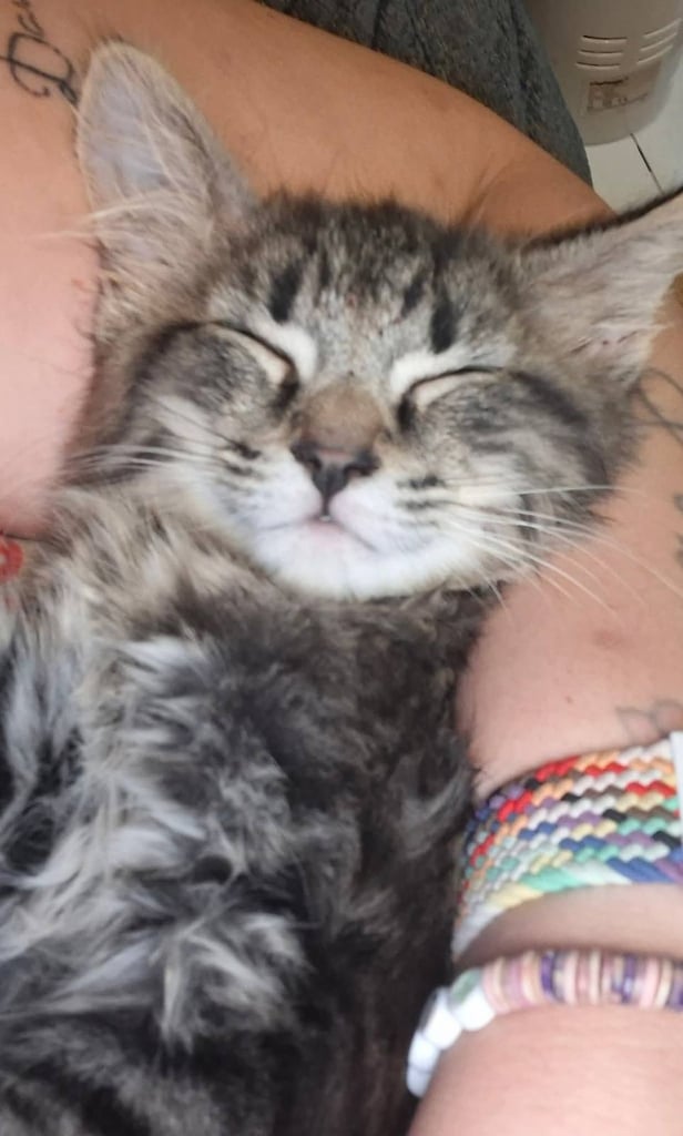 Kitten Leo - 5 Months 