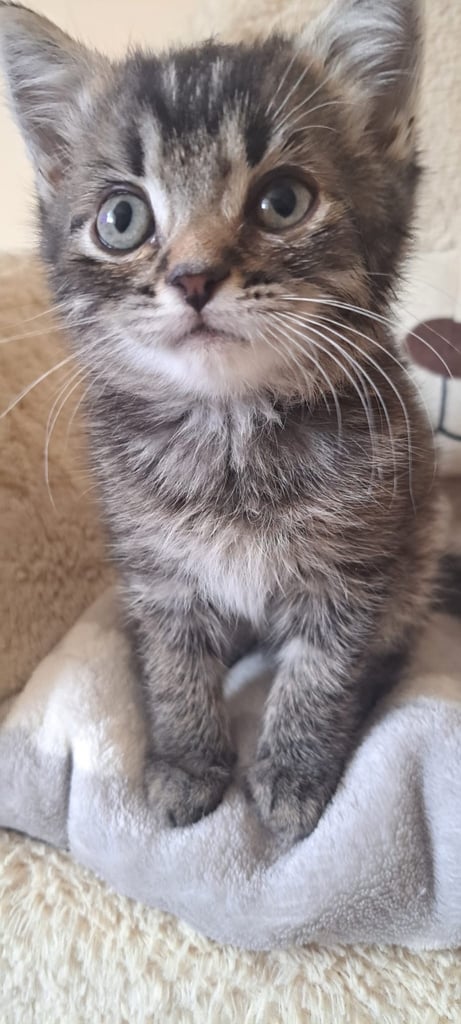 Beautiful kitten for sale