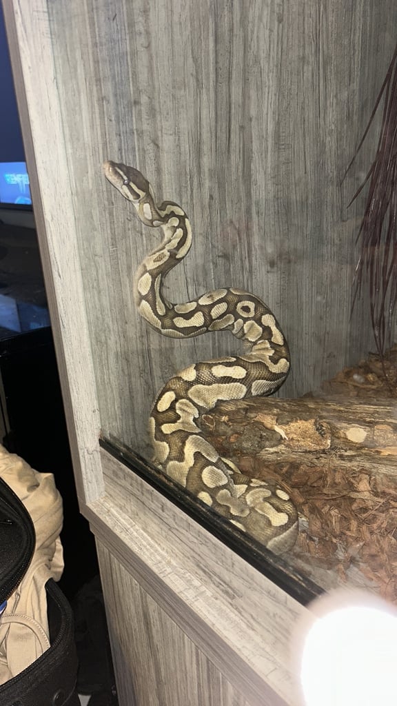 Ball Python and 4ft vivarium and cabinet 
