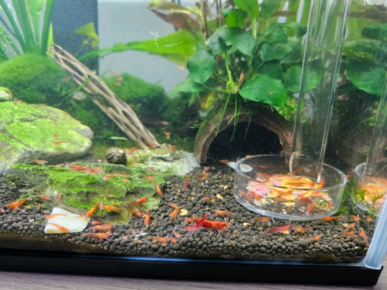 Fish tank shrimp for sale cheap