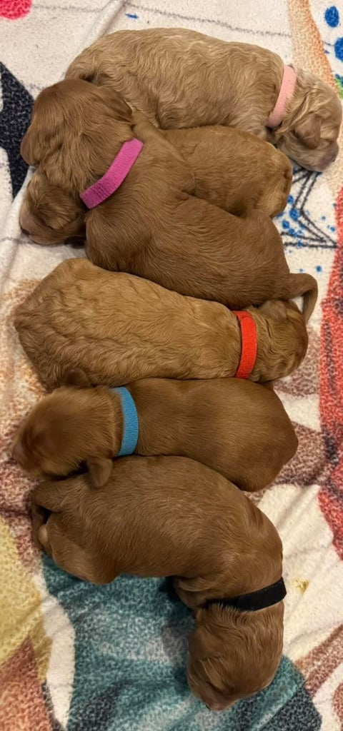 Poodle puppies looking for new homes 