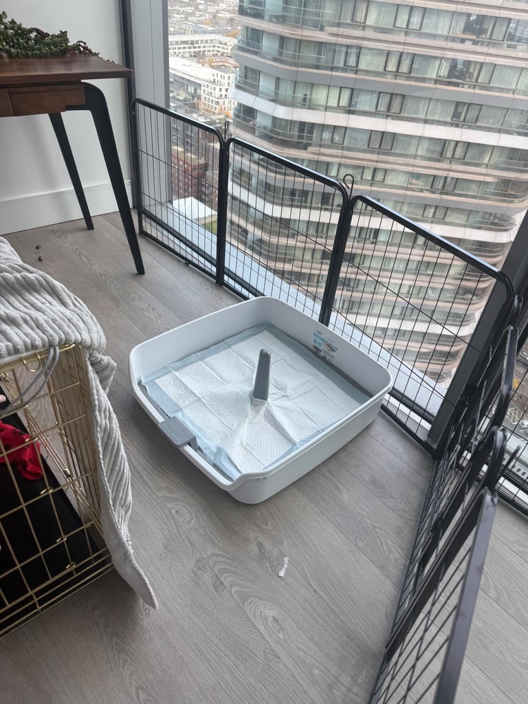 Labradoodle for sale - serious buyers only 