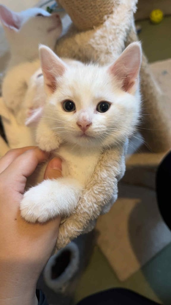 Beautiful kittens