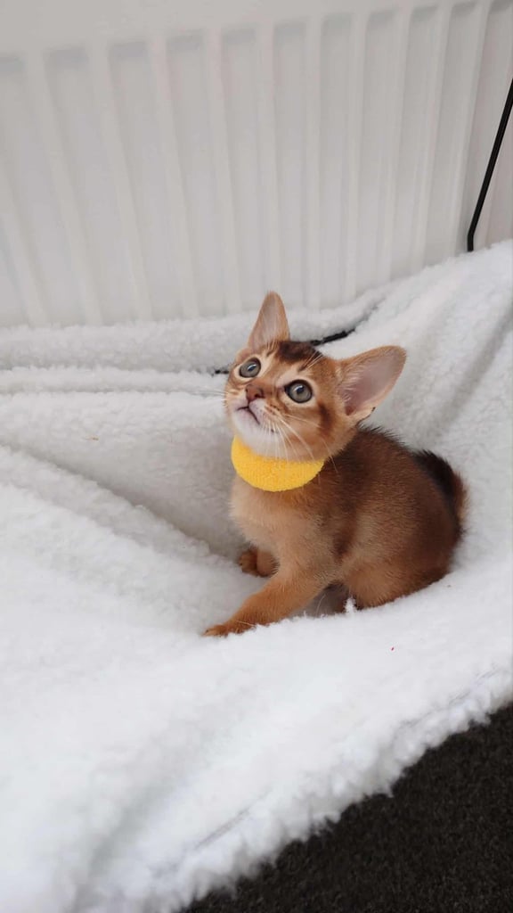 Abyssinian Ruddy colour kittens 