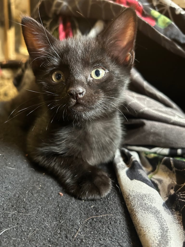 11 week old kittens (2 boys 1 girl)