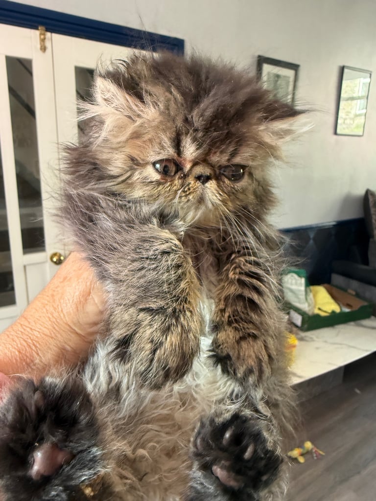 Gorgeous Tabby Persian kitten fully vaccinated