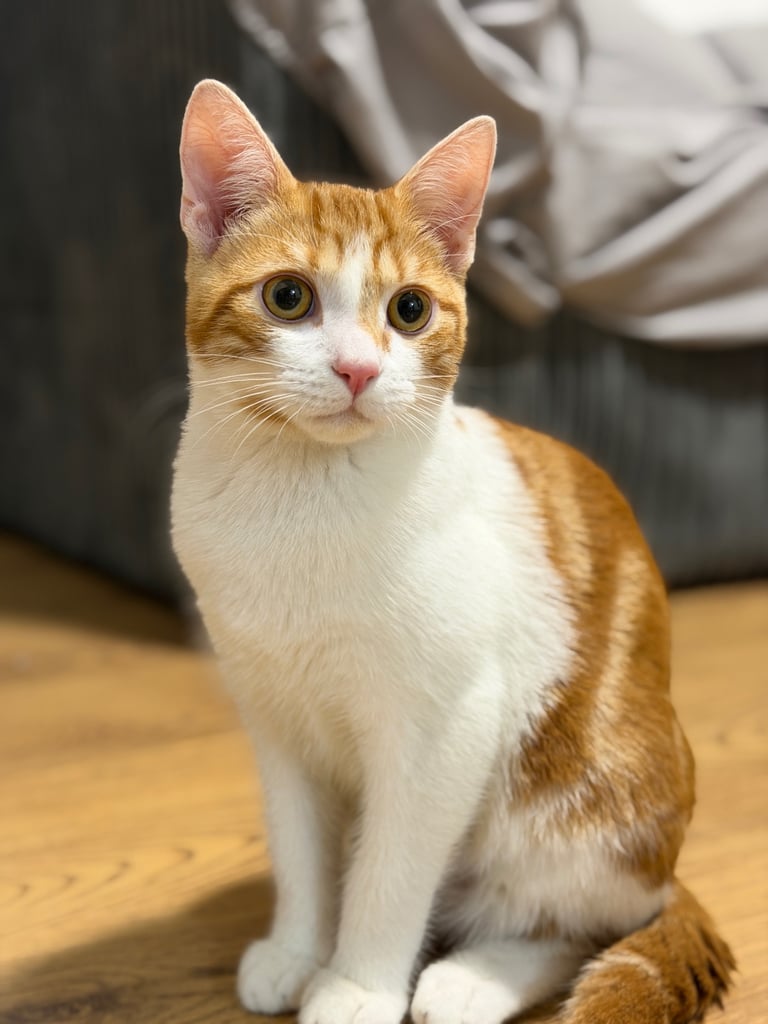 Adorable 6-Month-Old Male Kitten – Friendly, Playful, and Healthy