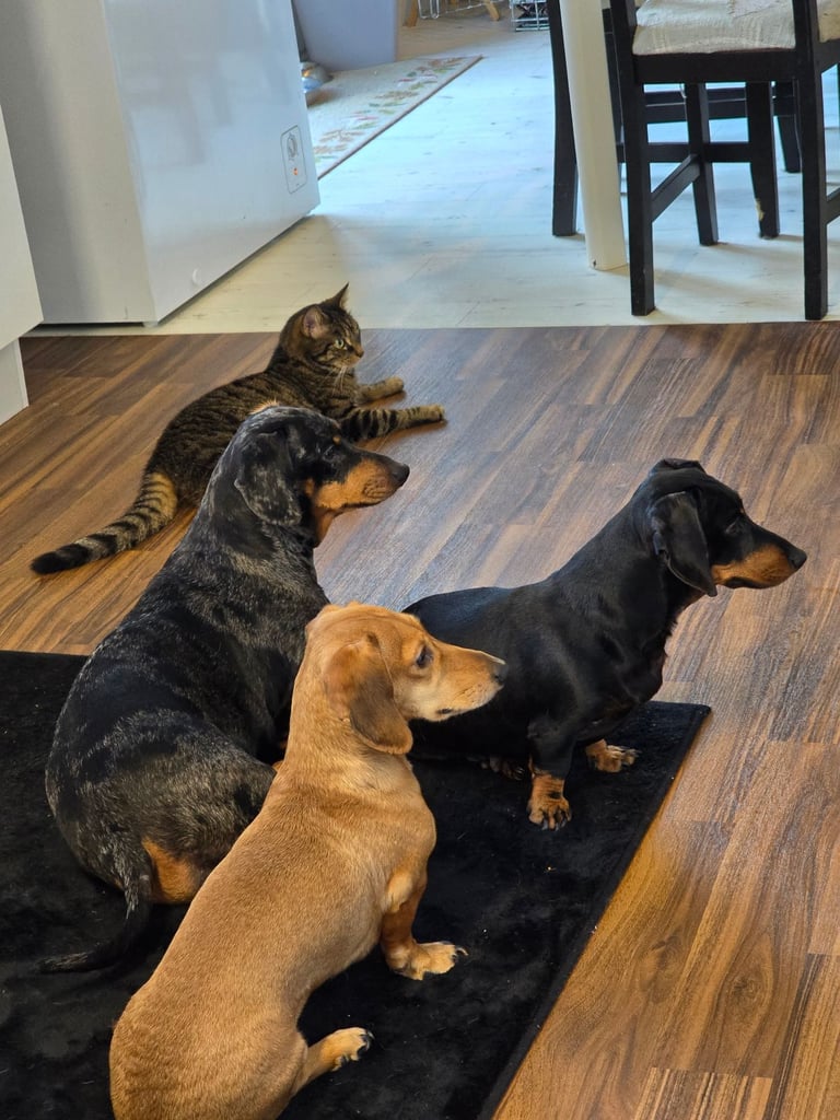 Black and tan minature female 