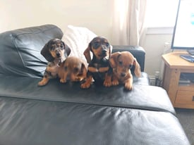 Miniature Dachshunds puppies 
