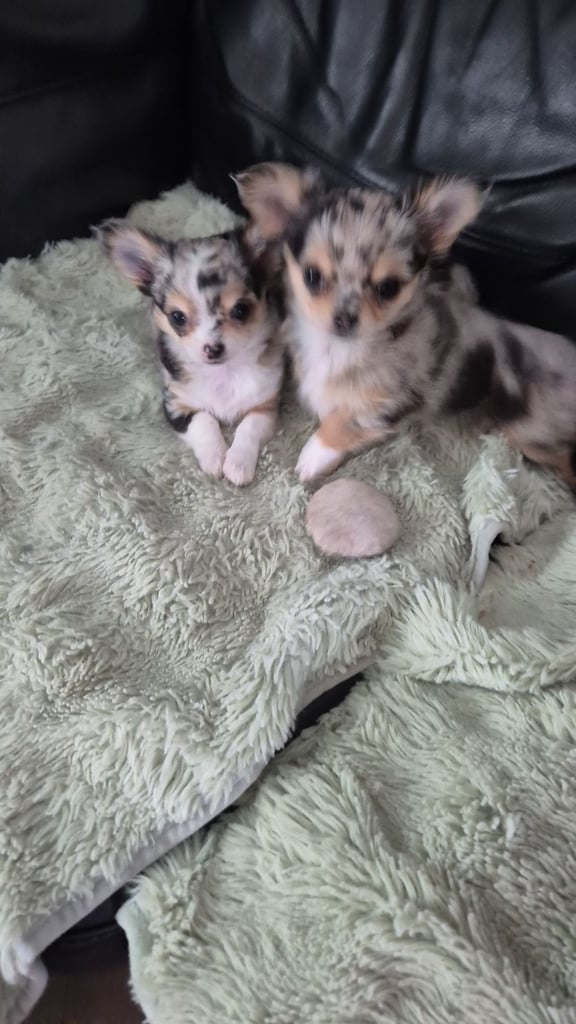 Chihuahua puppies blue merle 