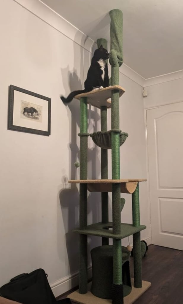 Tall Cat Tree - Ceiling height cat tower 