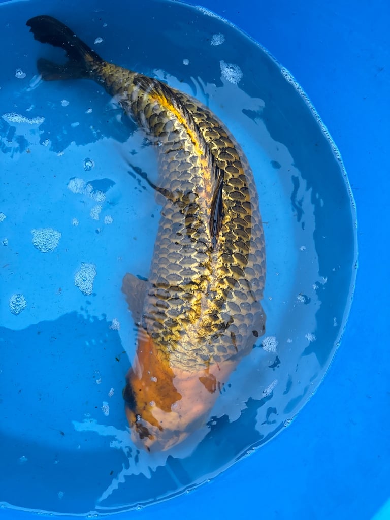 koi carp / fish 