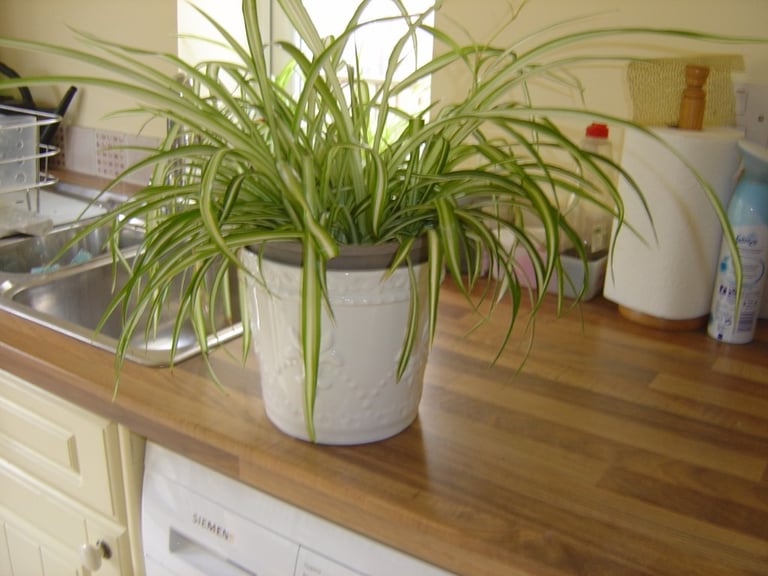 SPIDER PLANTS. AT LEAST 6 PLANTS IN THE ONE POT.