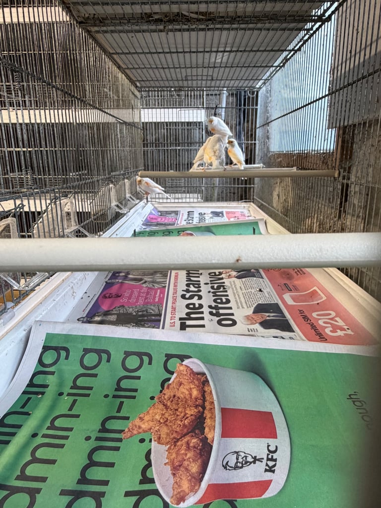 image for 30 Red mosaics -12  molianri  breeding cages 