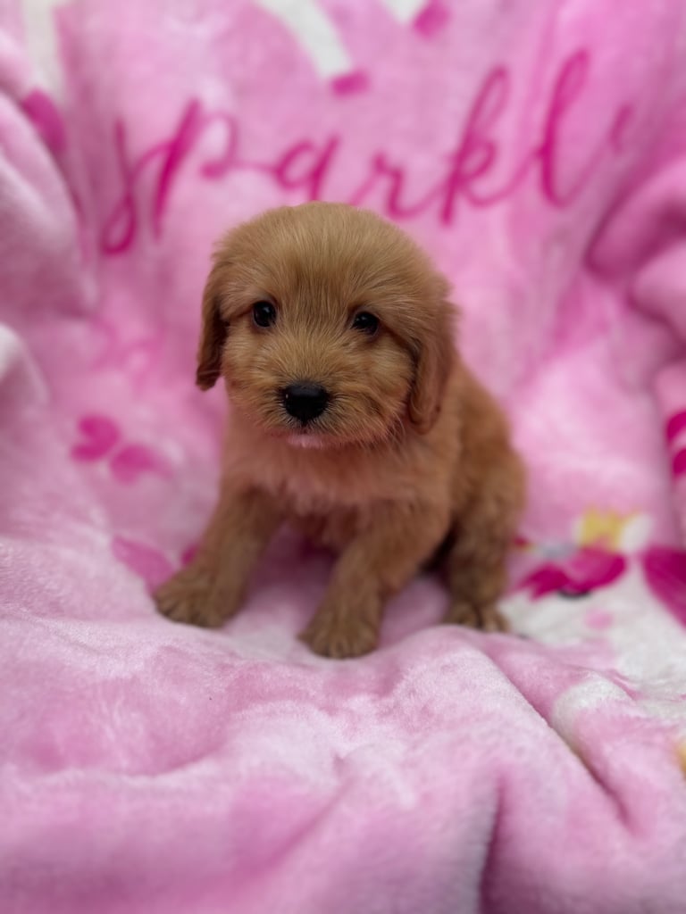 F1 Cockapoo Puppies 