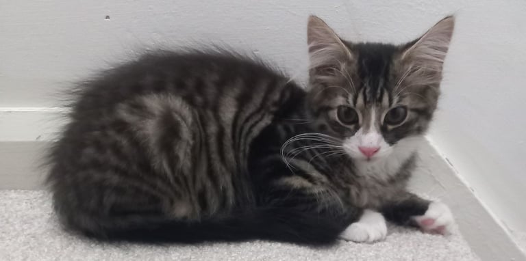 Beautiful tabby boy kitten for sale