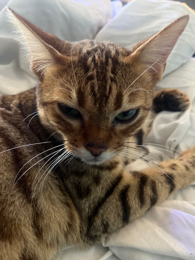 Full pedigree female bengal f4 cat 1 years old price negotiable 