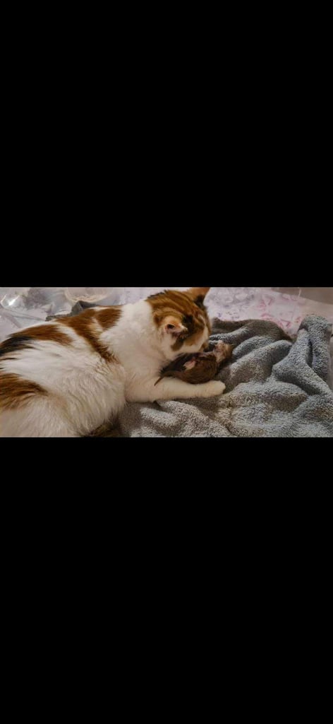 Ginger British Longhair boys