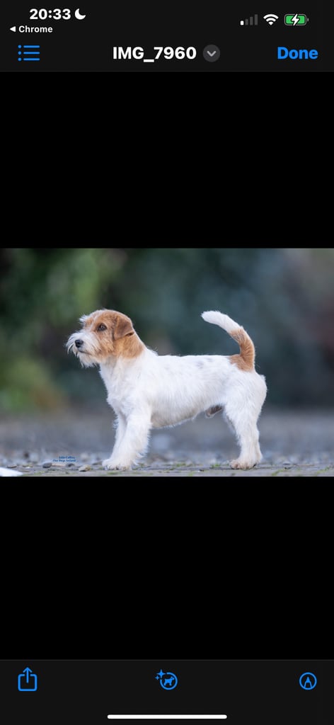 Outstanding Pedigree Jack Russell Puppies