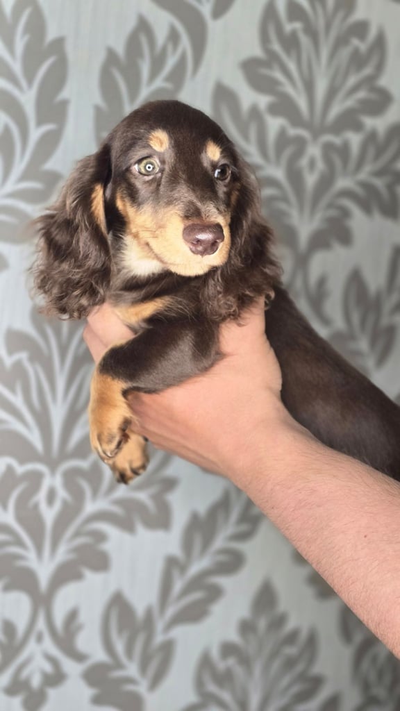 Dachshund for sale