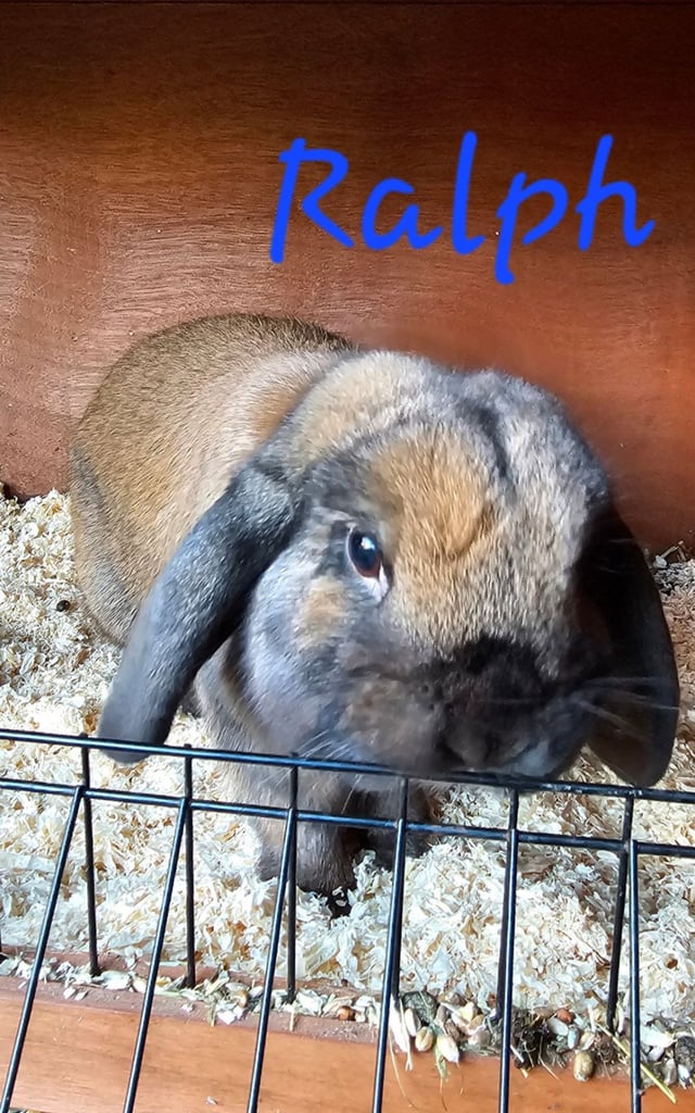 male mini lop available 