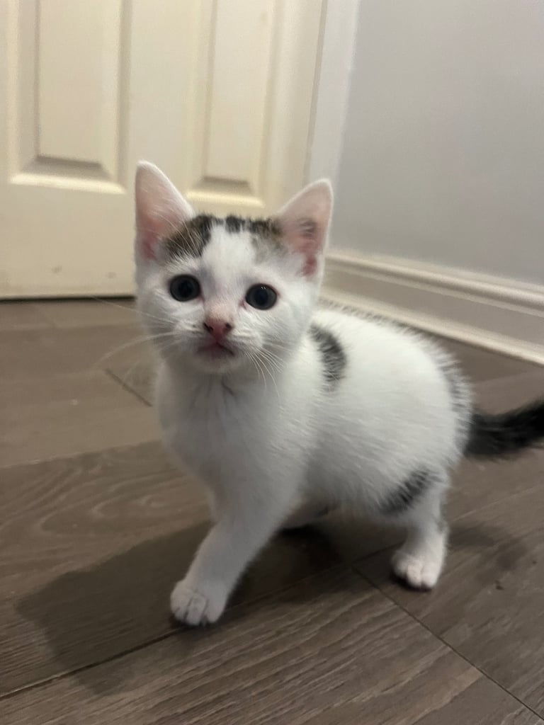 3 beautiful kittens ready for a new home 