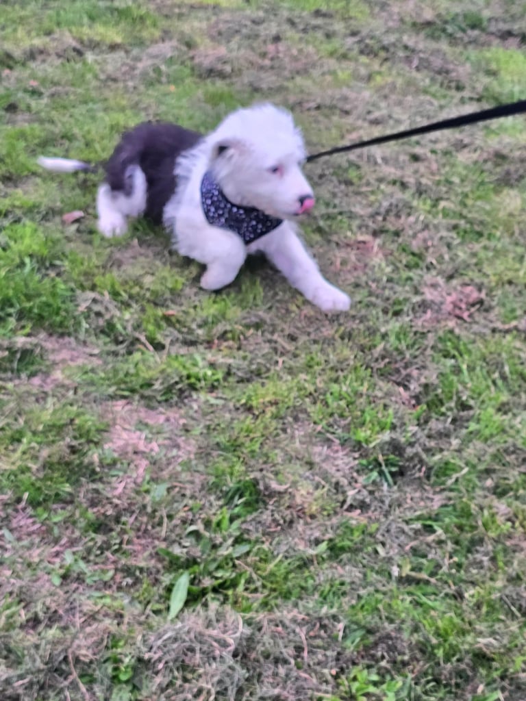 Old english sheep dog