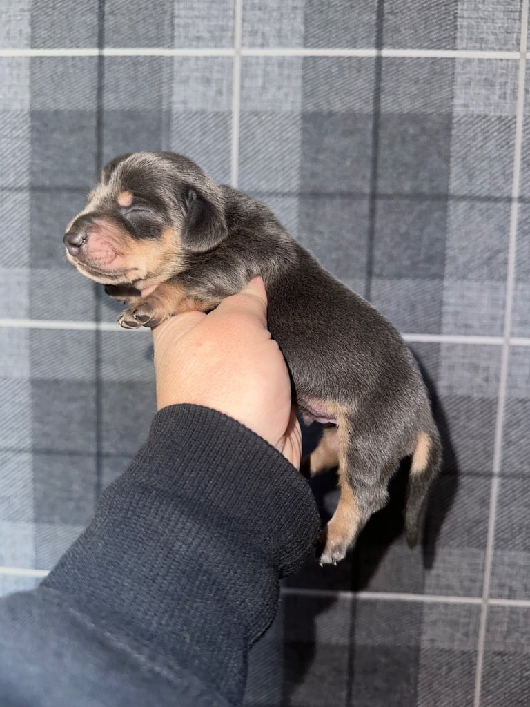 Kc reg Minature Dachshunds