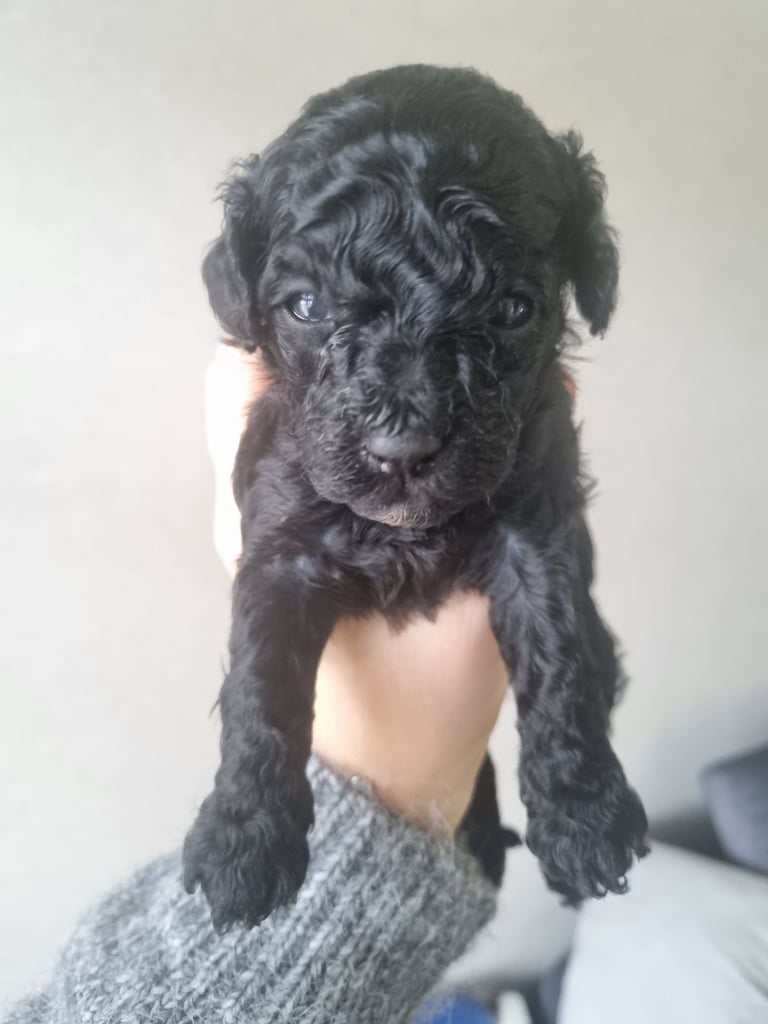 Mini-Toy poodle 
