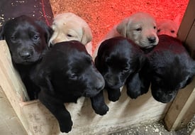 Kc registered Labrador puppies 