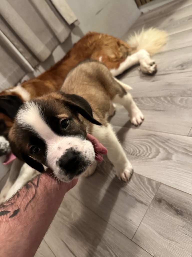 St Bernard puppies 