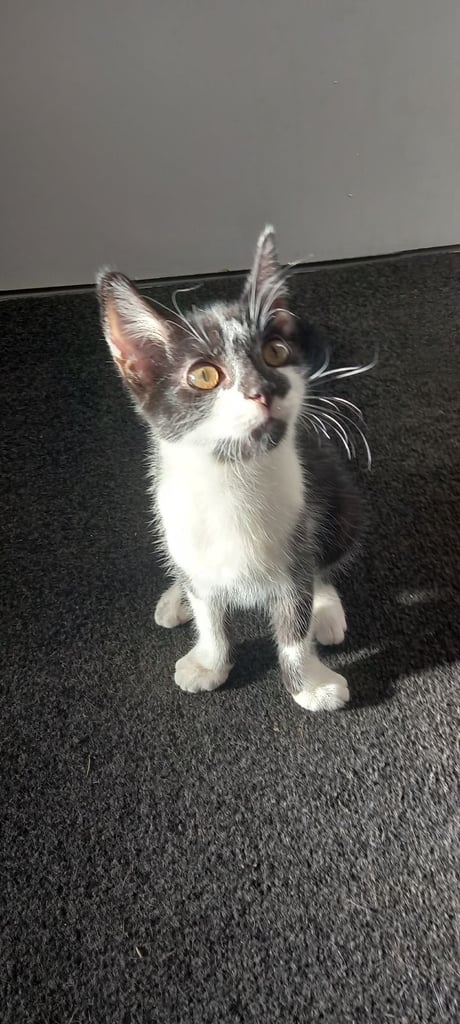 2 Black and white kittens 