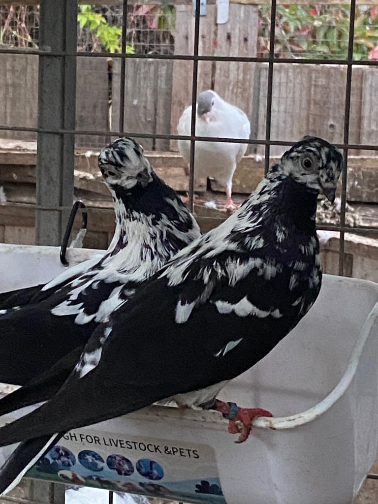 Beautiful Budapest pigeon pair,Beautiful Polish chicken , Englishwhite quil available read price  