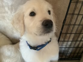 Retriever/Goldendoodle Remaining PUPPIES READY NOW Reduced
