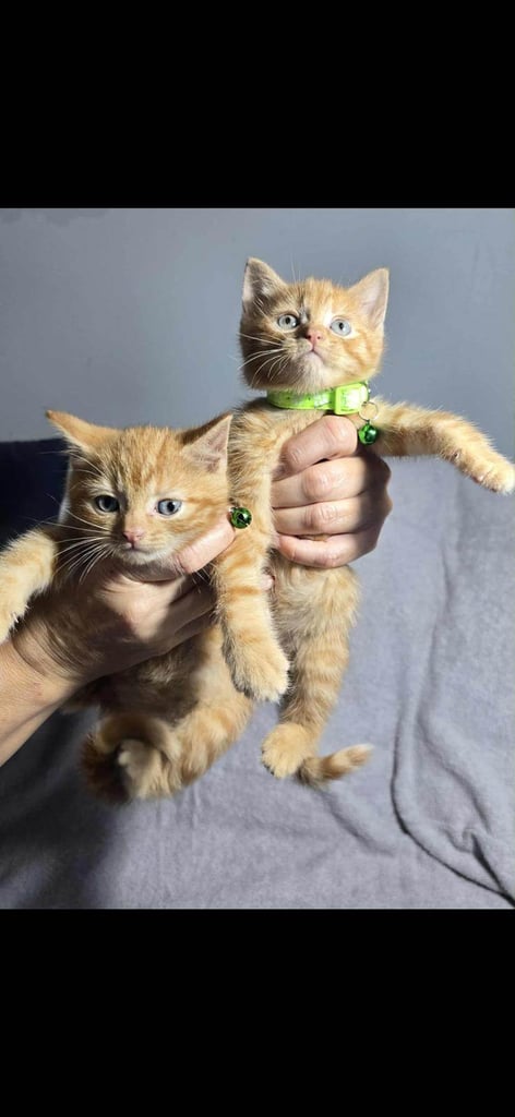 Ginger British Longhair boys