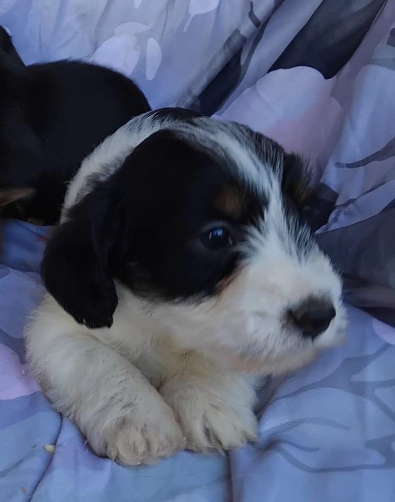 Two black and white boy puppys available 
