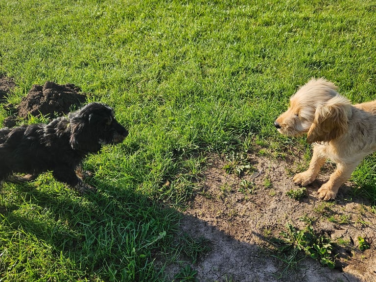 Cockerpoo 