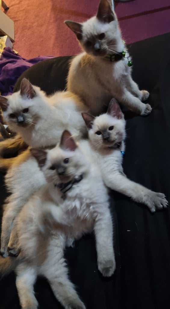 4 male ragdoll kittens 